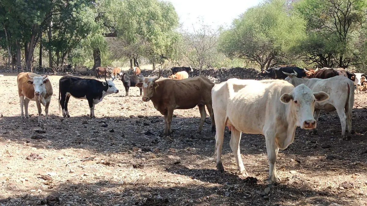 WhatsApp Image 2026-04-18 at 2.22.06 PM