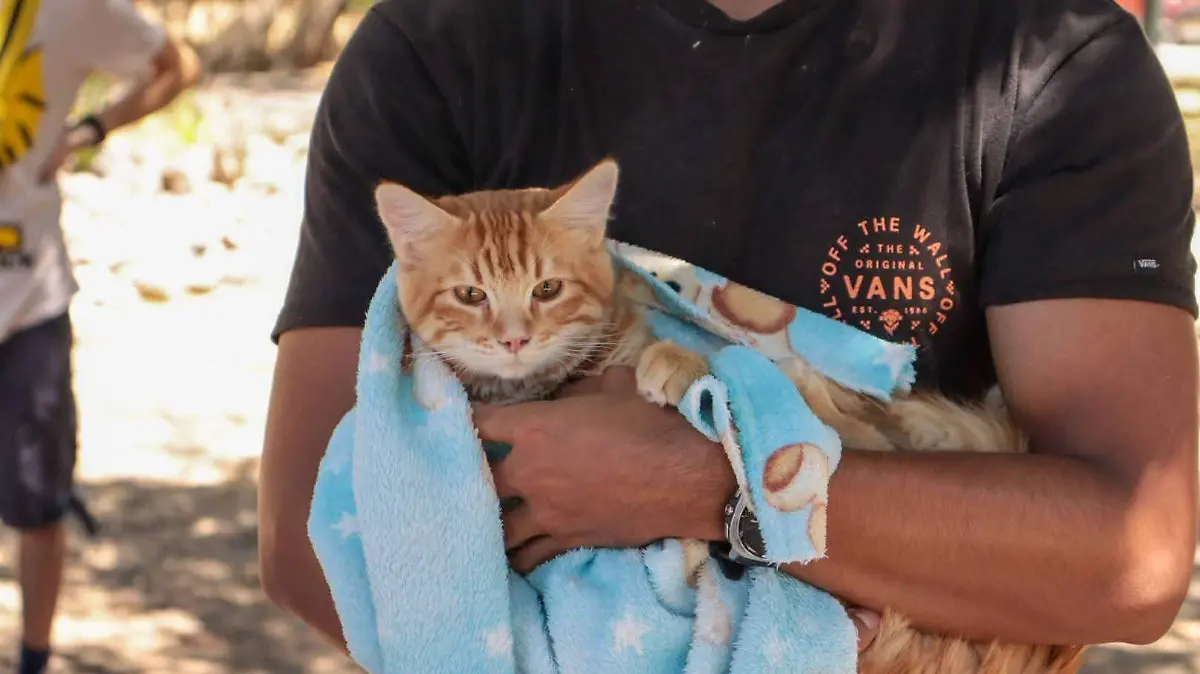 ESTERILIZACIONES CORTESÍA HOSPITAL VETERINARIO