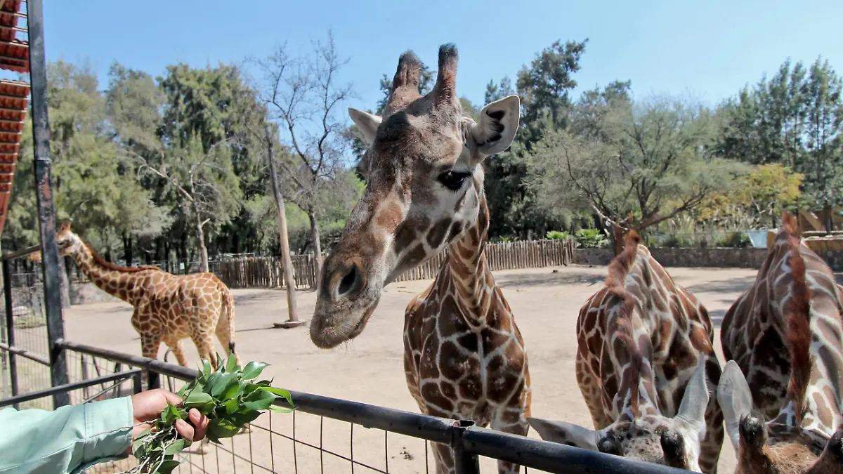 FCO MEZA - ZOOLOGICO (4)
