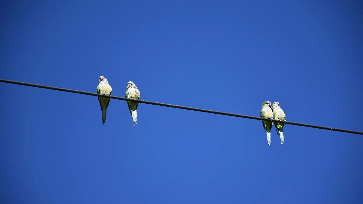 AVES MIGRATORIAS -2
