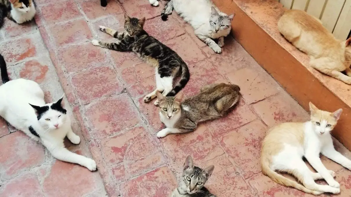 gaticos CORTESÍA