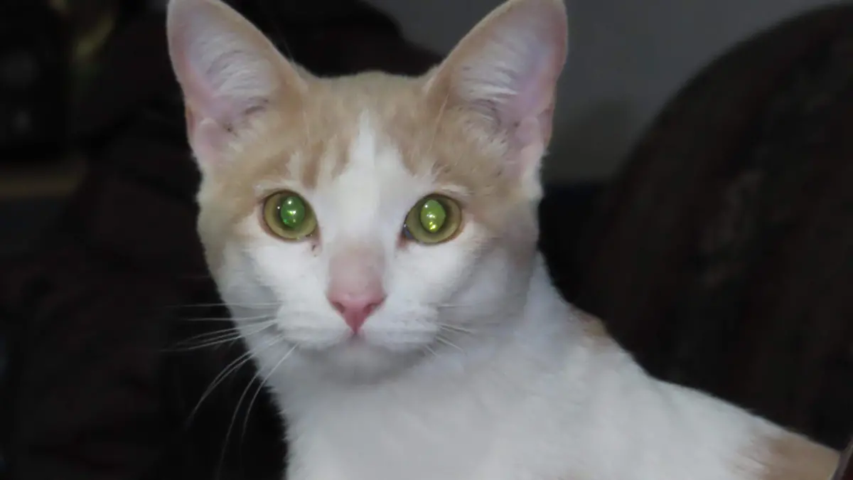 gato wero
