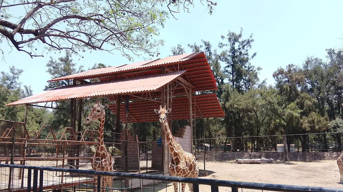 INFRAESTRUCTURA ZOO-ROCÍO GODÍNEZ     (7)