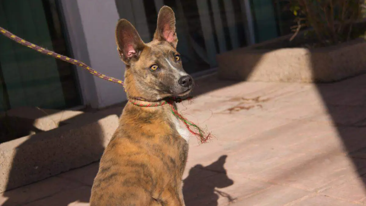 Guanajuato – No a la normalización y sí a la sanción por la crueldad animal en Guanajuato (2)