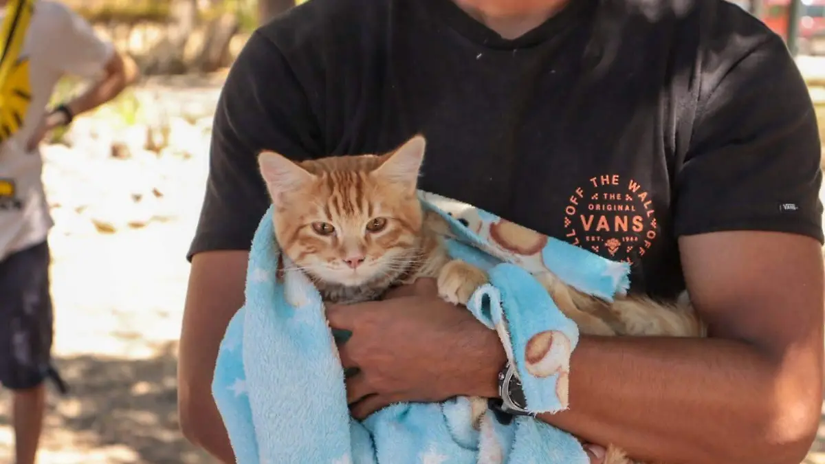 ESTERILIZACIONES GATOS- CORTESÍA HOSPITAL DE MASCOTAS 
