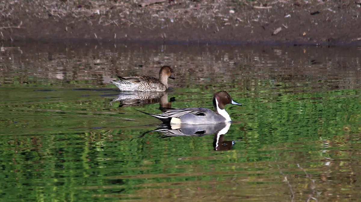 AVES MIGRATORIAS CORTESIA METRO LEÓN.jpg (4)