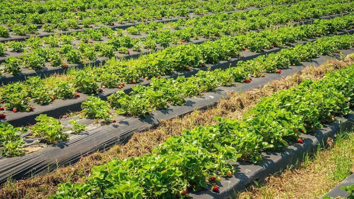 campo de fresas