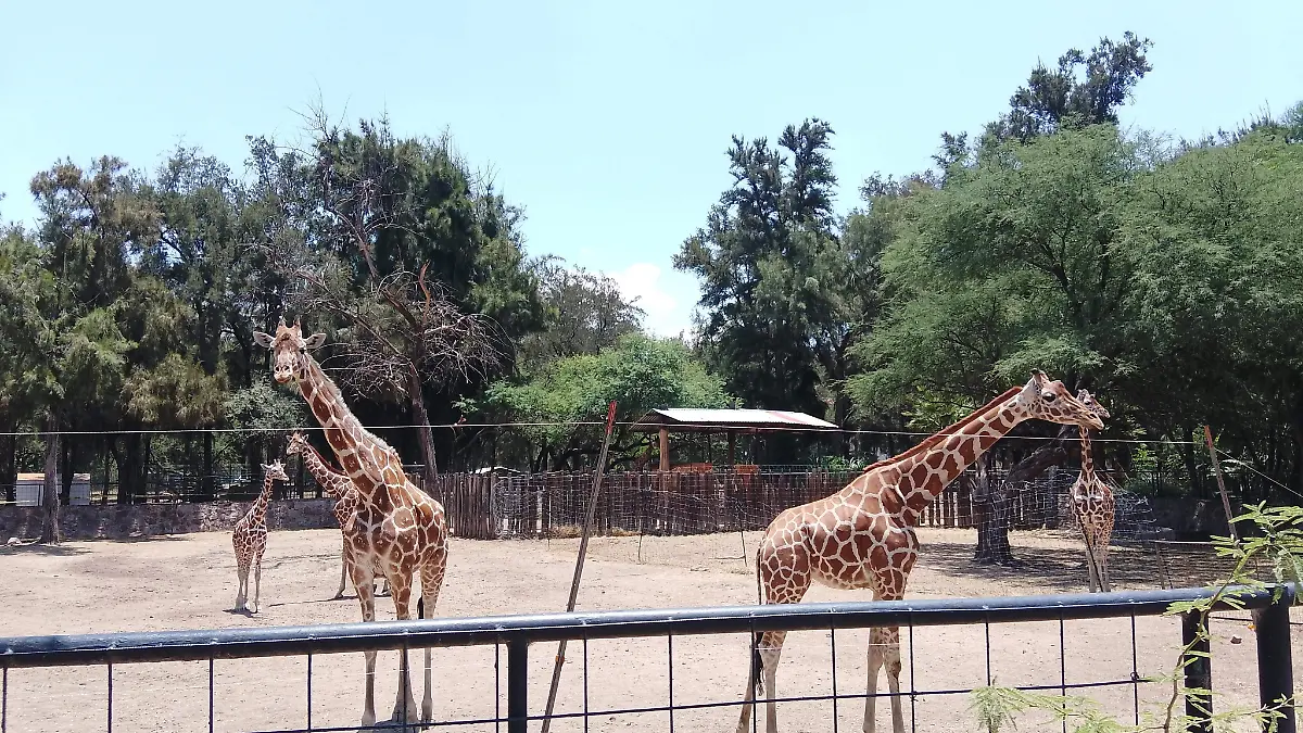 VISITANTES ZOO-ROCÍO GODÍNEZ (3)