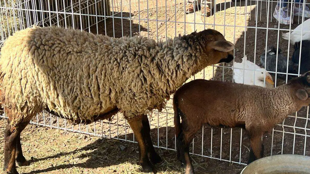 Guanajuato – ¿Por qué es peligroso que un humano se infecte del gusano barrenador (1)
