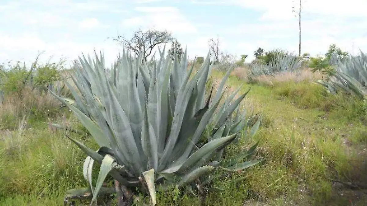(todas cortesia) Guanajuato – UG trabaja en transformar residuos de agave para material óptico