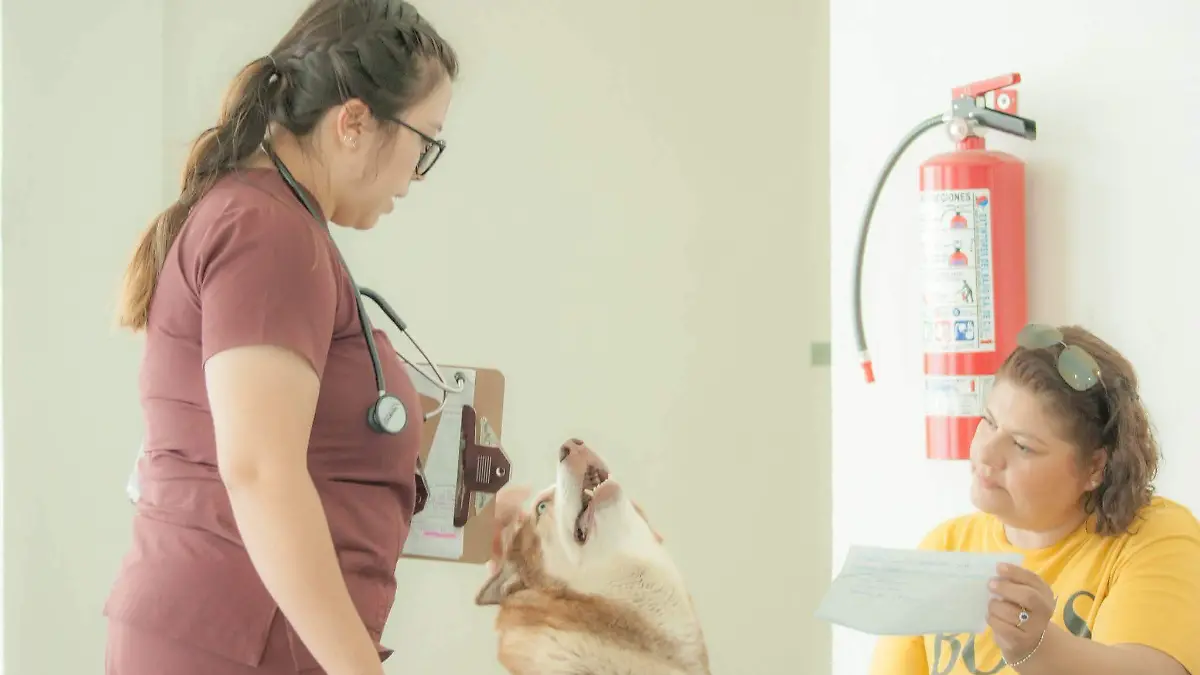 ESTERILIZACIONES CORTESÍA HOSPITAL DE MASCOTAS 