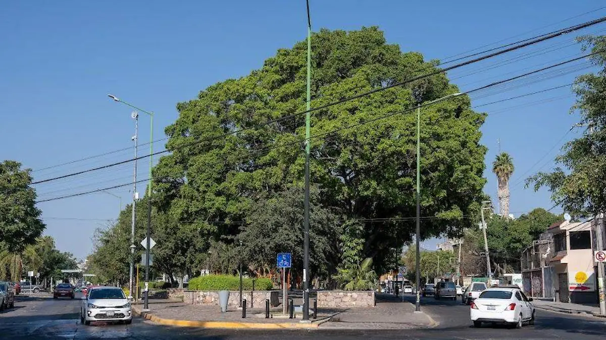 FORESTACIÓN PARQUES Y CALLES -CORTESIA MEDIO AMBIENTE.jpg (6)