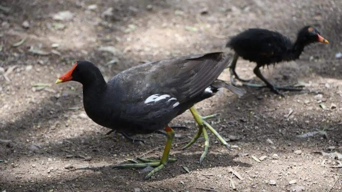 AVISTAMIENTO AVES CÁRCAMOS- CORTESIA PARQUE METROPOLITANO   (3)