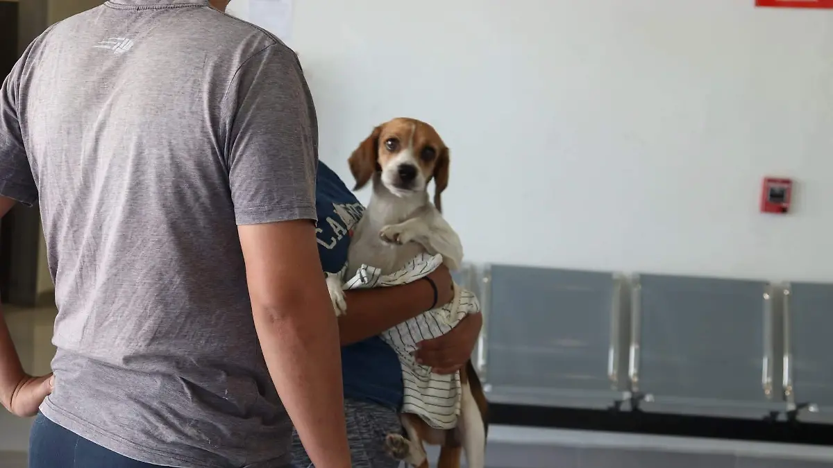 Esterilizaciones - Cortesía Hospital de Mascotas (2)