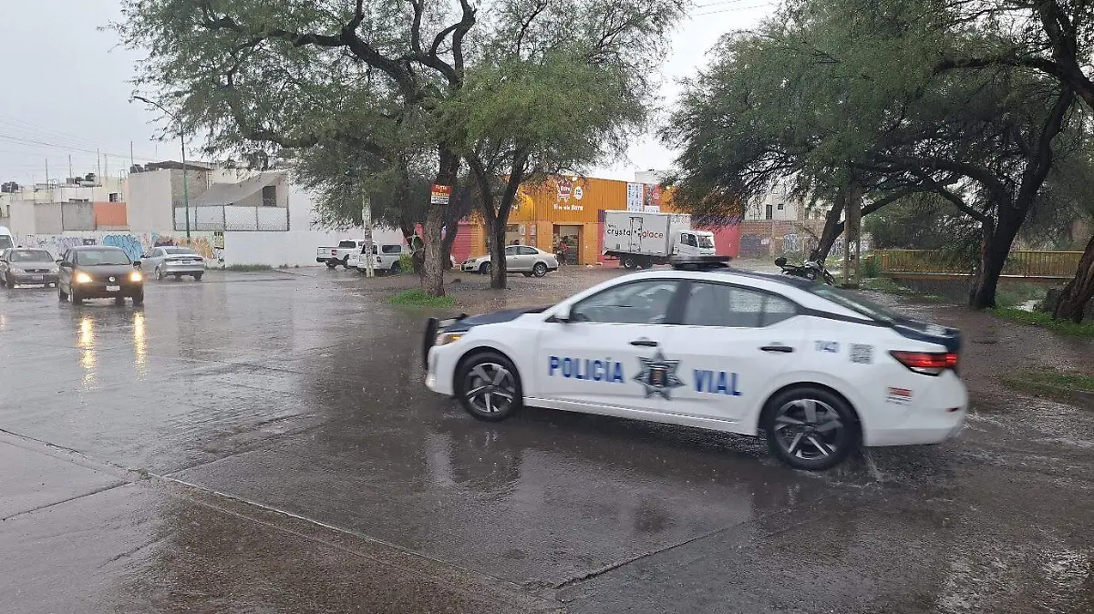 lluvia león