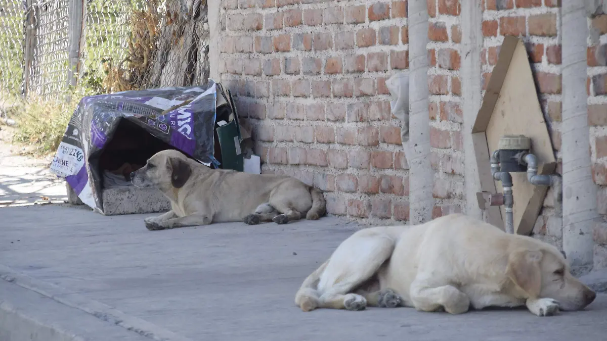 f carmona perros y gatos (3)