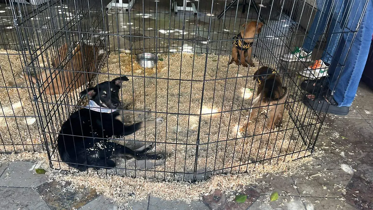 Guanajuato – En 9 años se abrieron 932 carpetas de investigación por maltrato animal y solo 10 sentencias en Guanajuato 