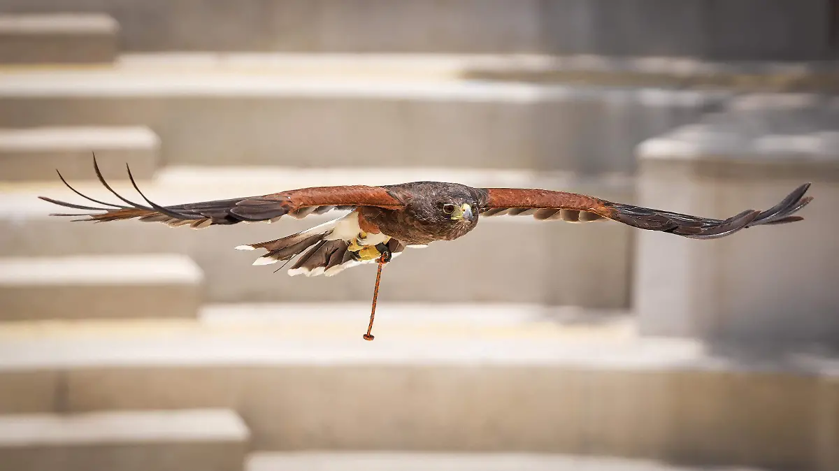 AVES RAPACES -CORTESÍA ZOO LEÓN  (4)