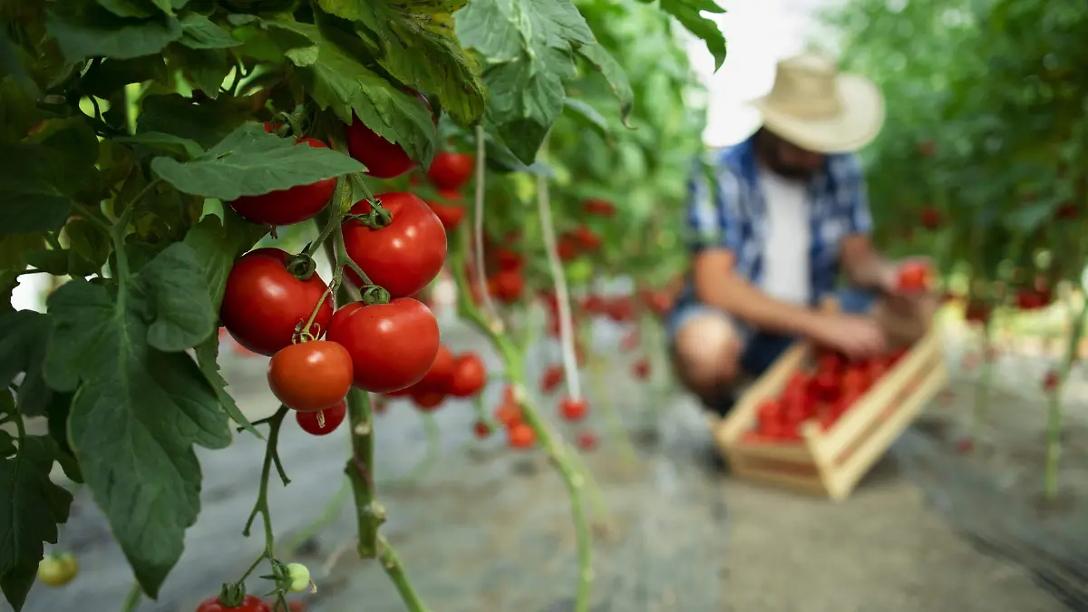 granja-de-alimentos-organicos (1) (1)
