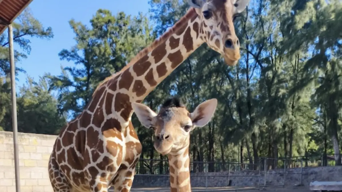 jirafa