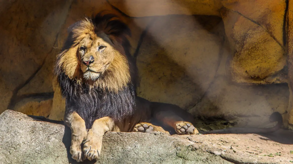 Leones - Francisco Meza (4)