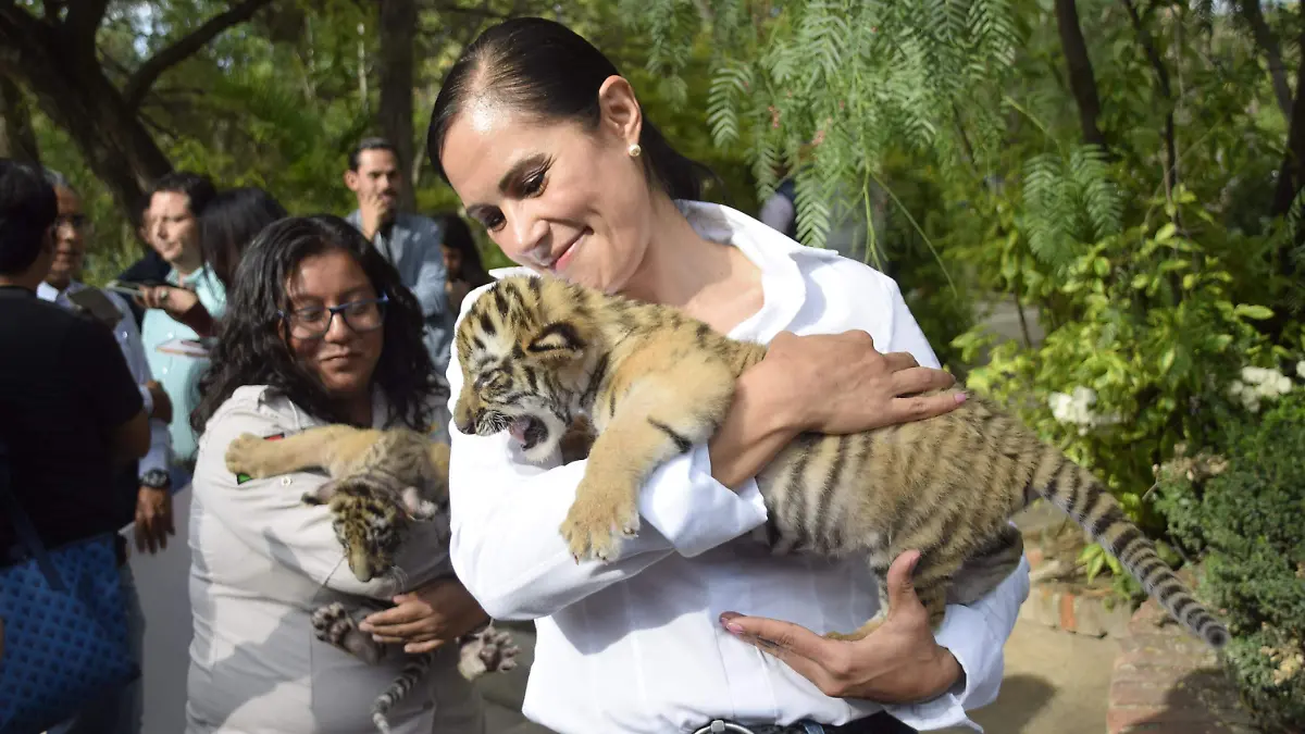 subsidio 10 millones zoo (3)
