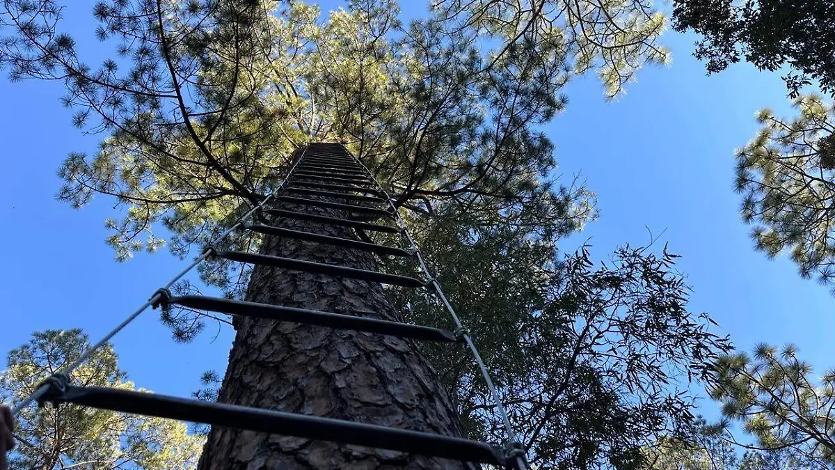 escalar-arbol-surutato