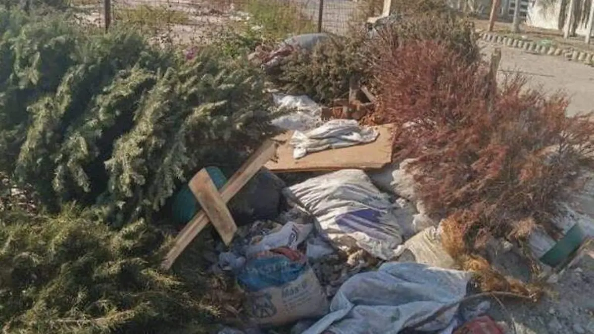 centros-de-acopio-pinos-navidad-mazatlan