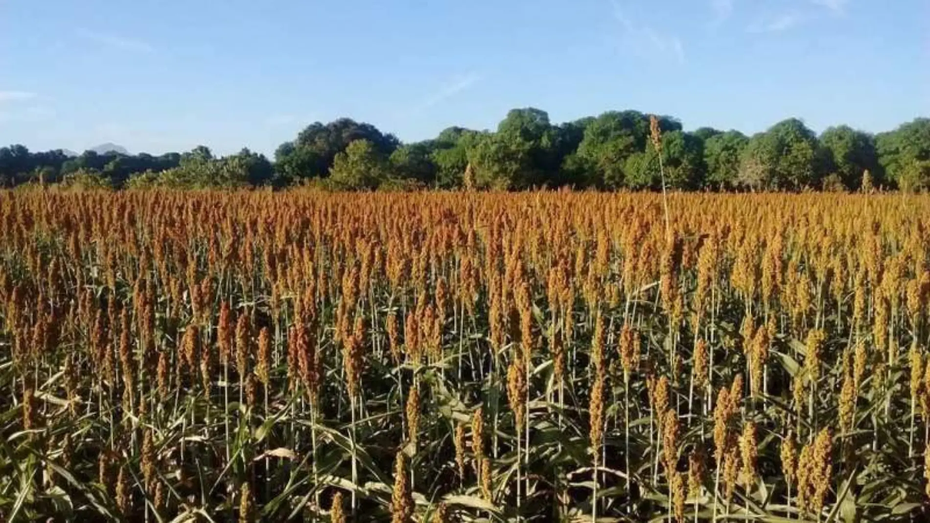 sorgo