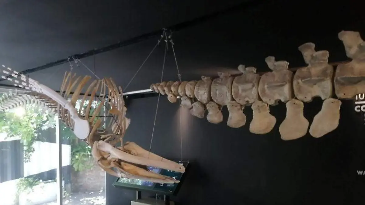 museo-ballena- puerto