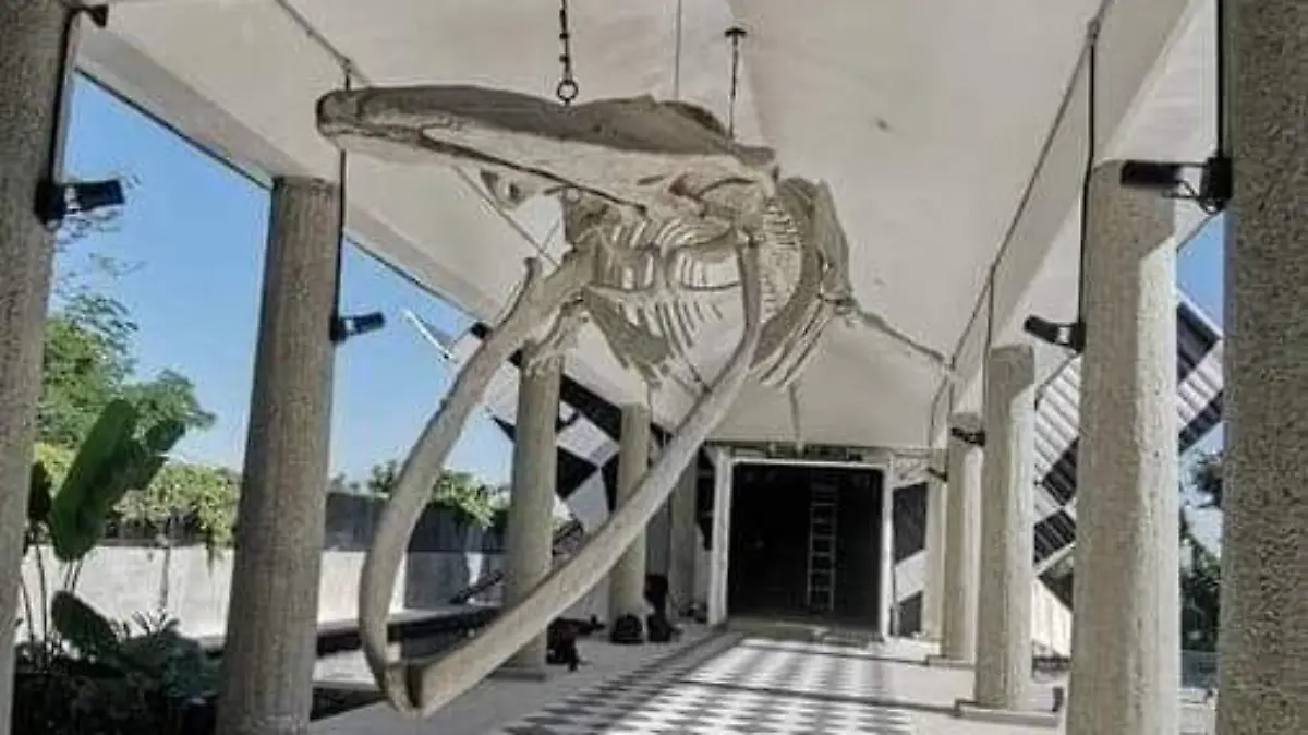 WhatsApp Image 2024-05-19 at 2.53.19 PM