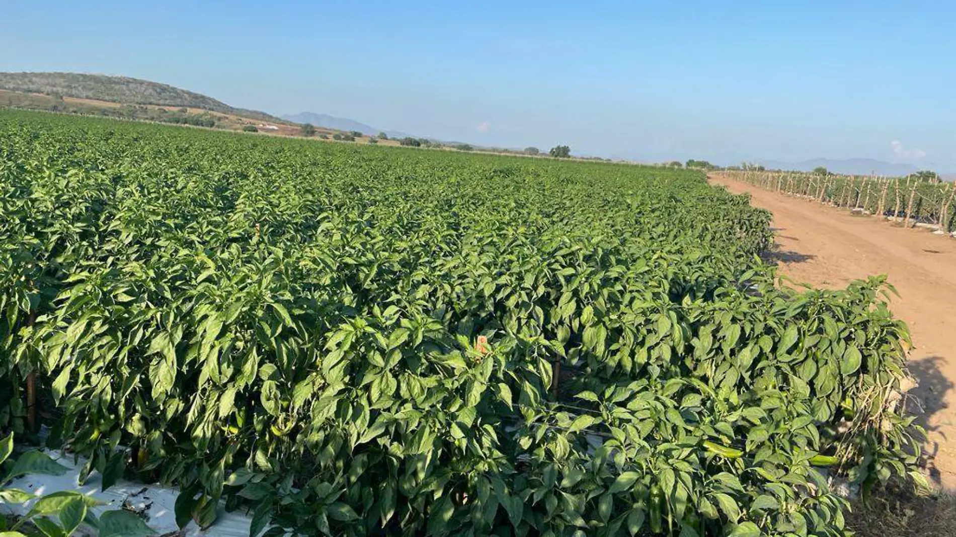 agricultura-sinaloa-siembra-temporada-frio