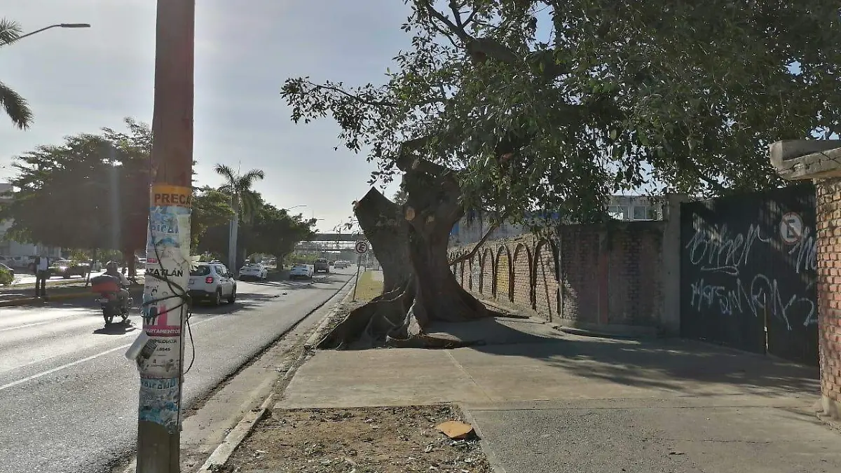 arbol-cortado-agresivamente