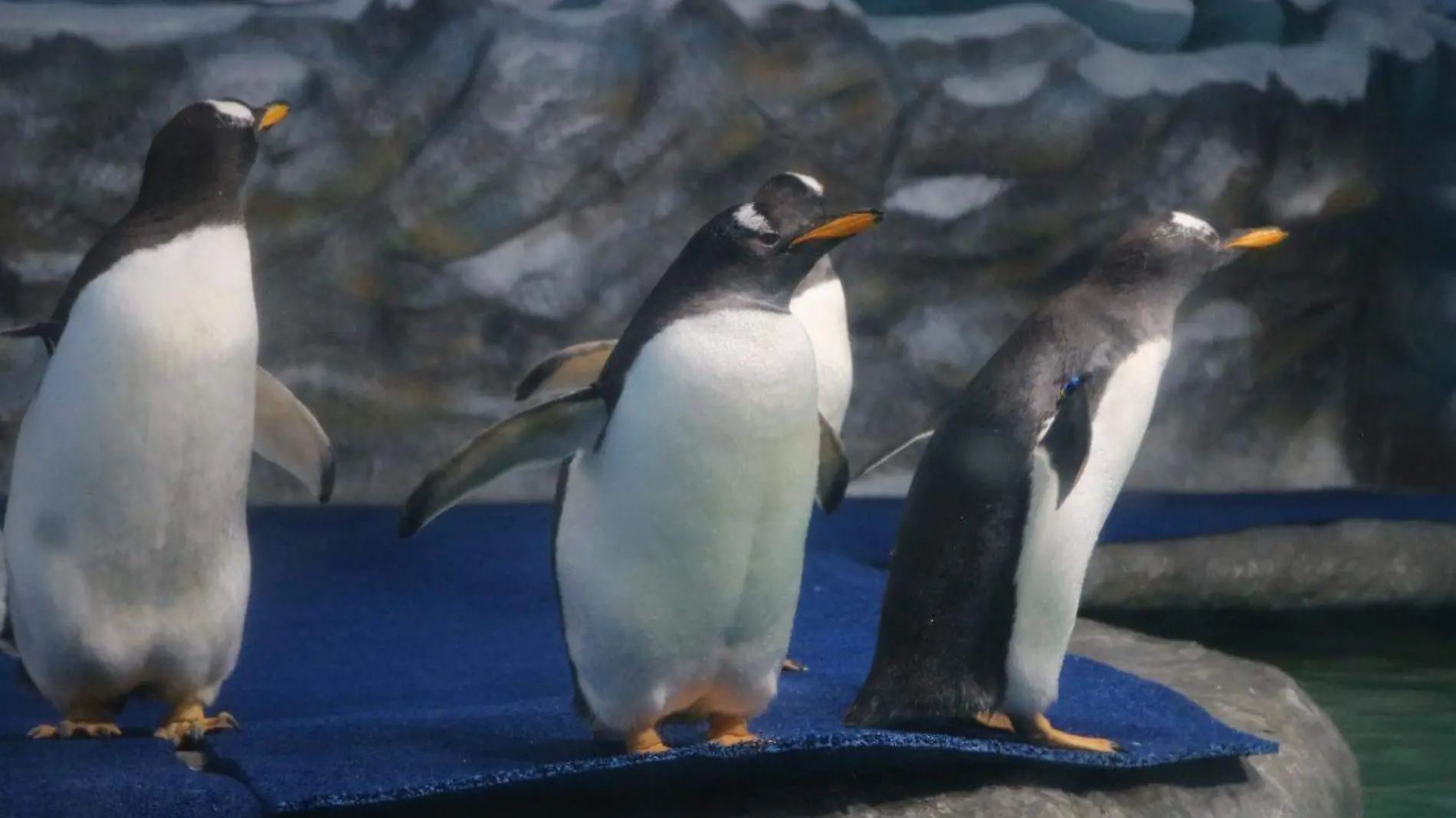 pinguinos-en-mazatlan