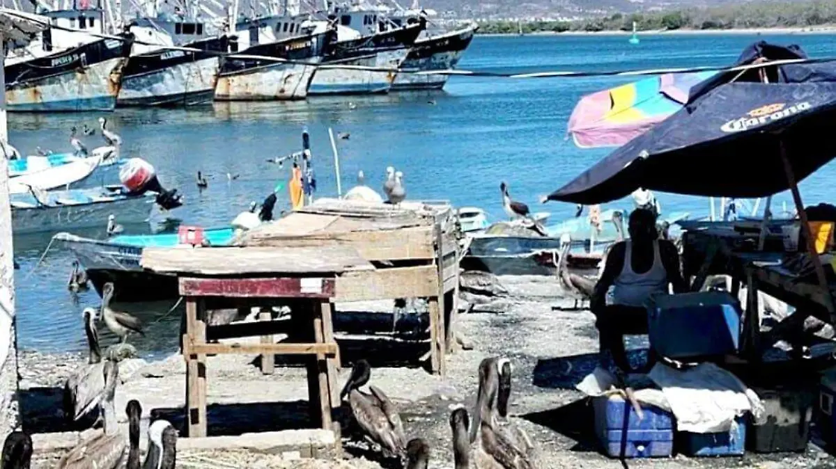 pescadores-registran-precios-bajos