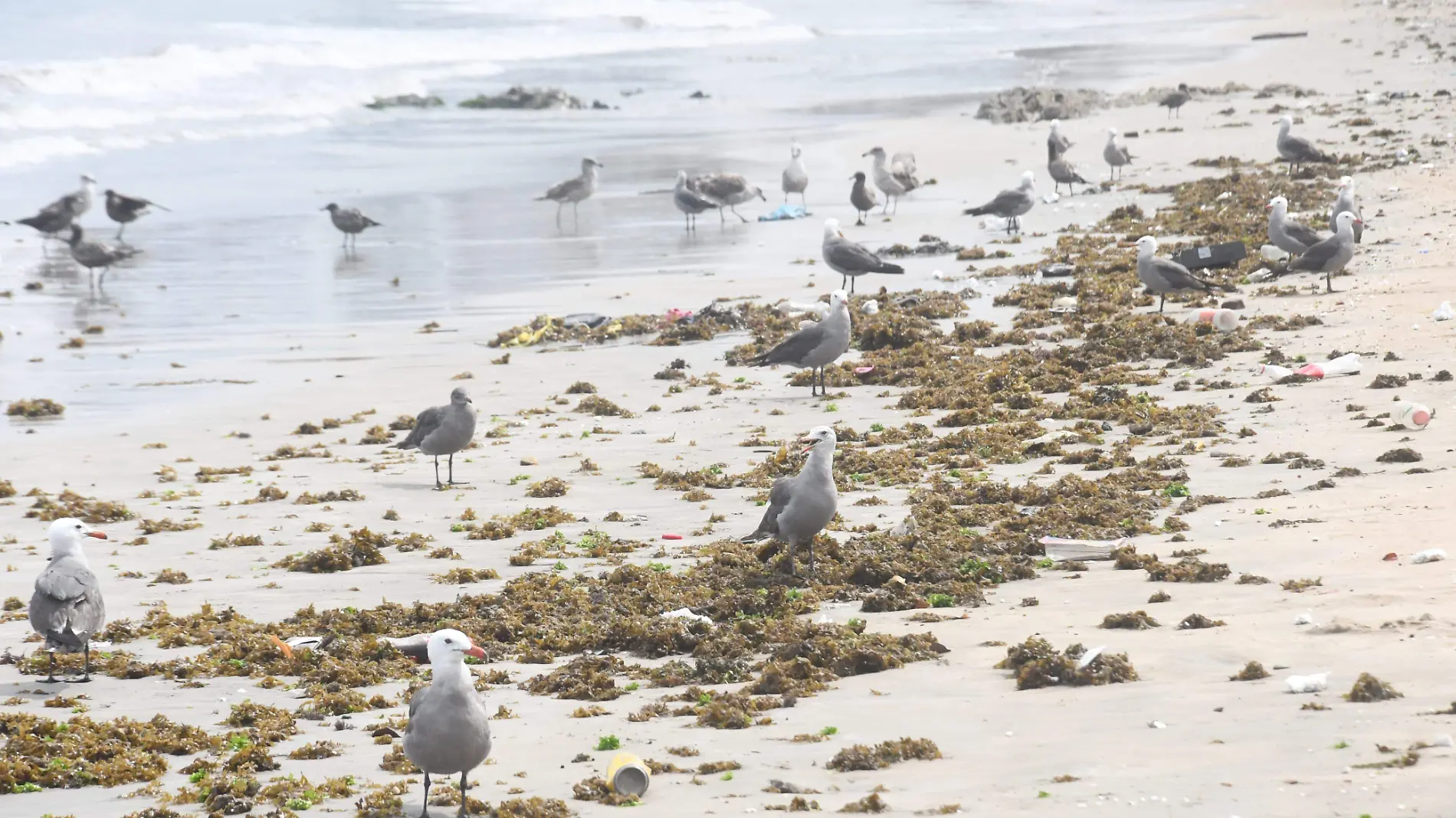 playas-algas-aves