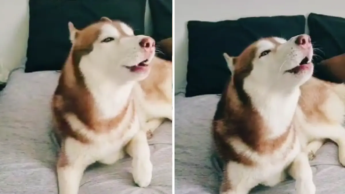 Husky-sismico