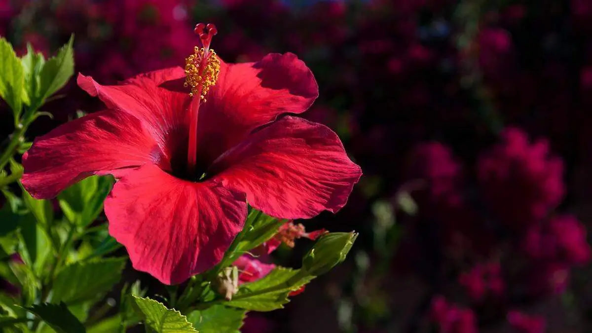 Flores 2