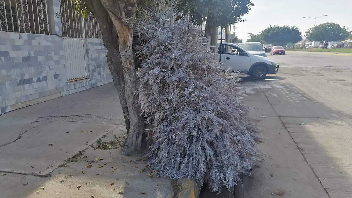 pinos de Navidad