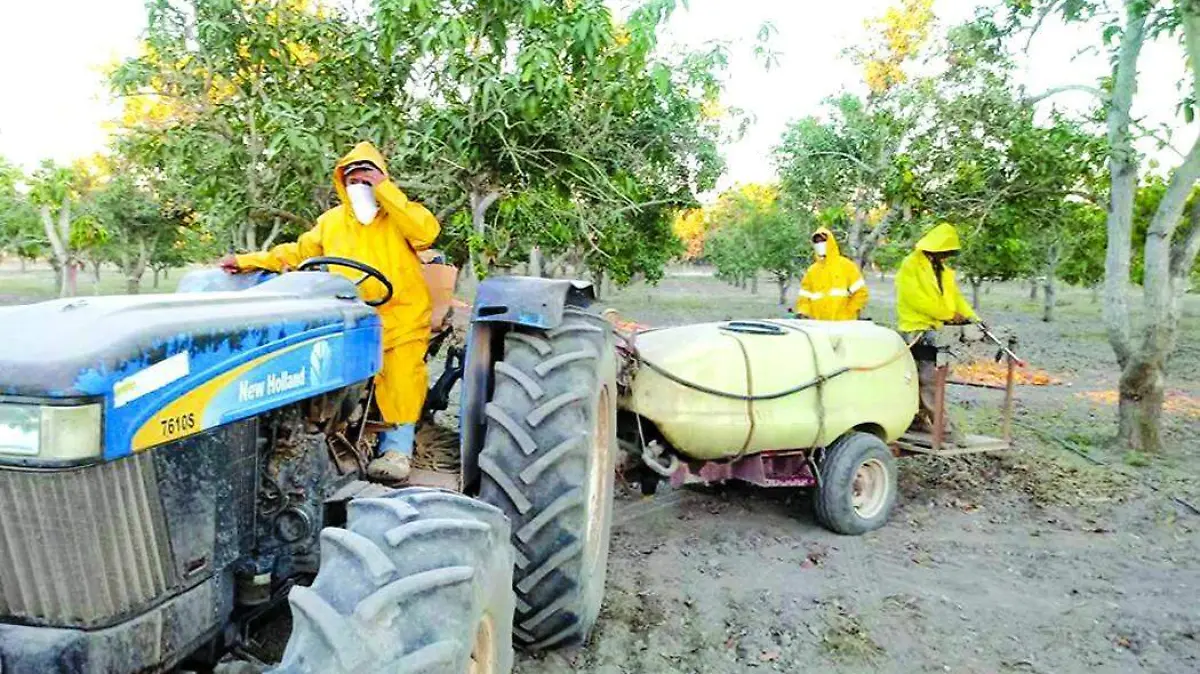 -Agricultores-de-Sinaloa-están-en-crisis2-