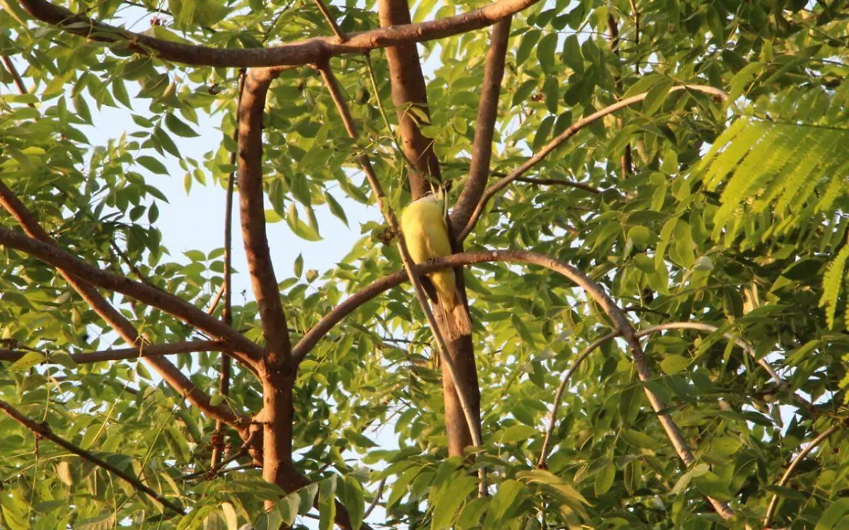 aves-en-mazatlan