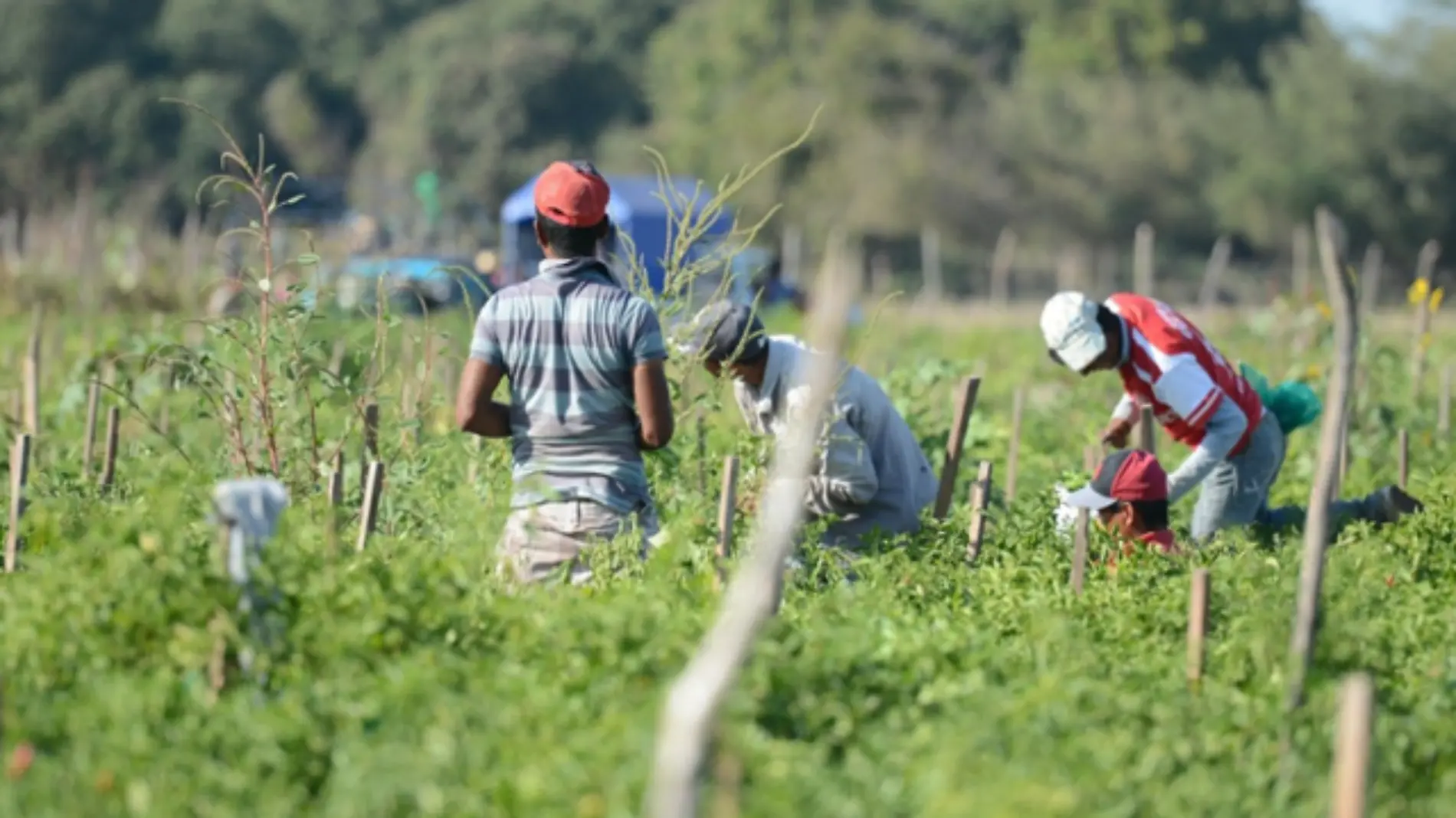 Agricultura