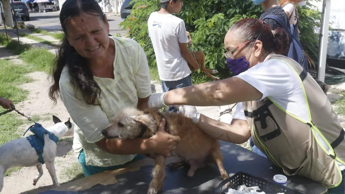 esterilización