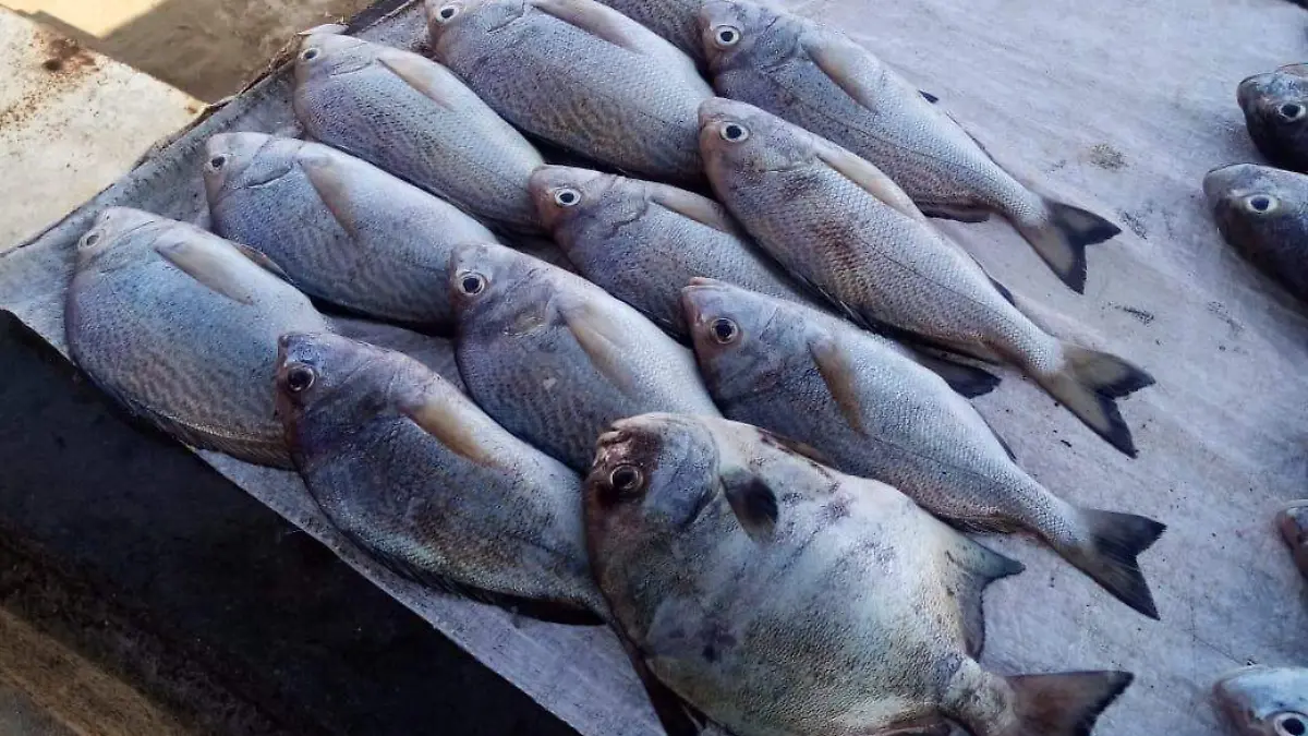 pescado