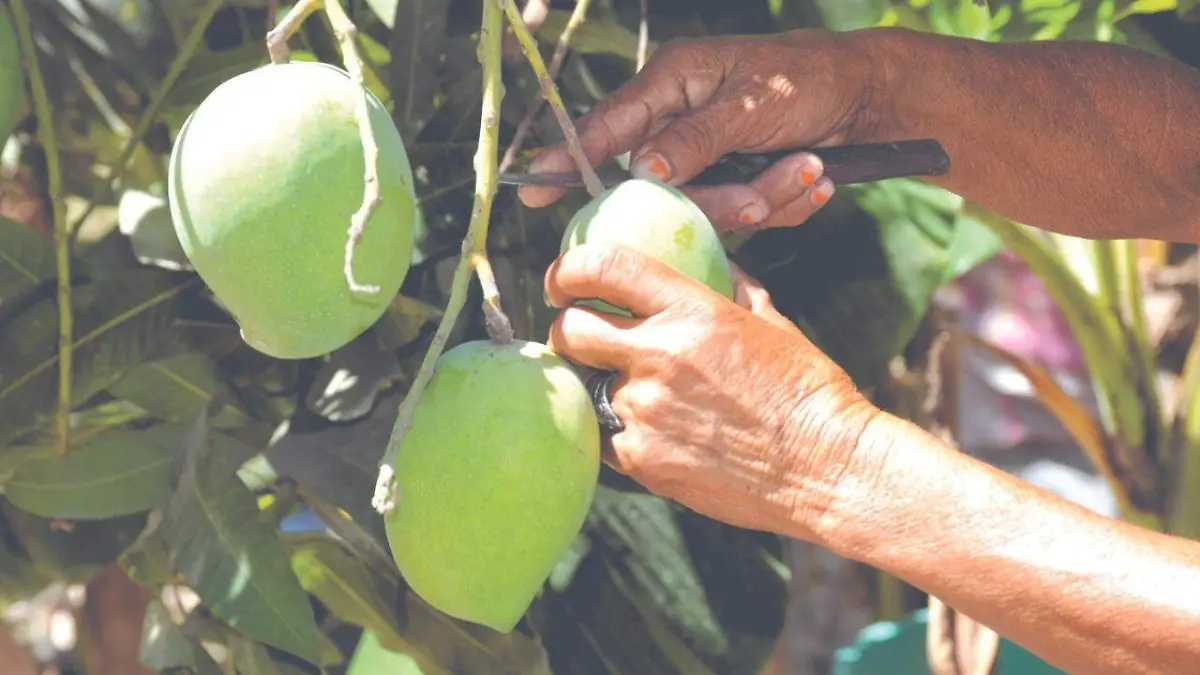 mango-escuinapa
