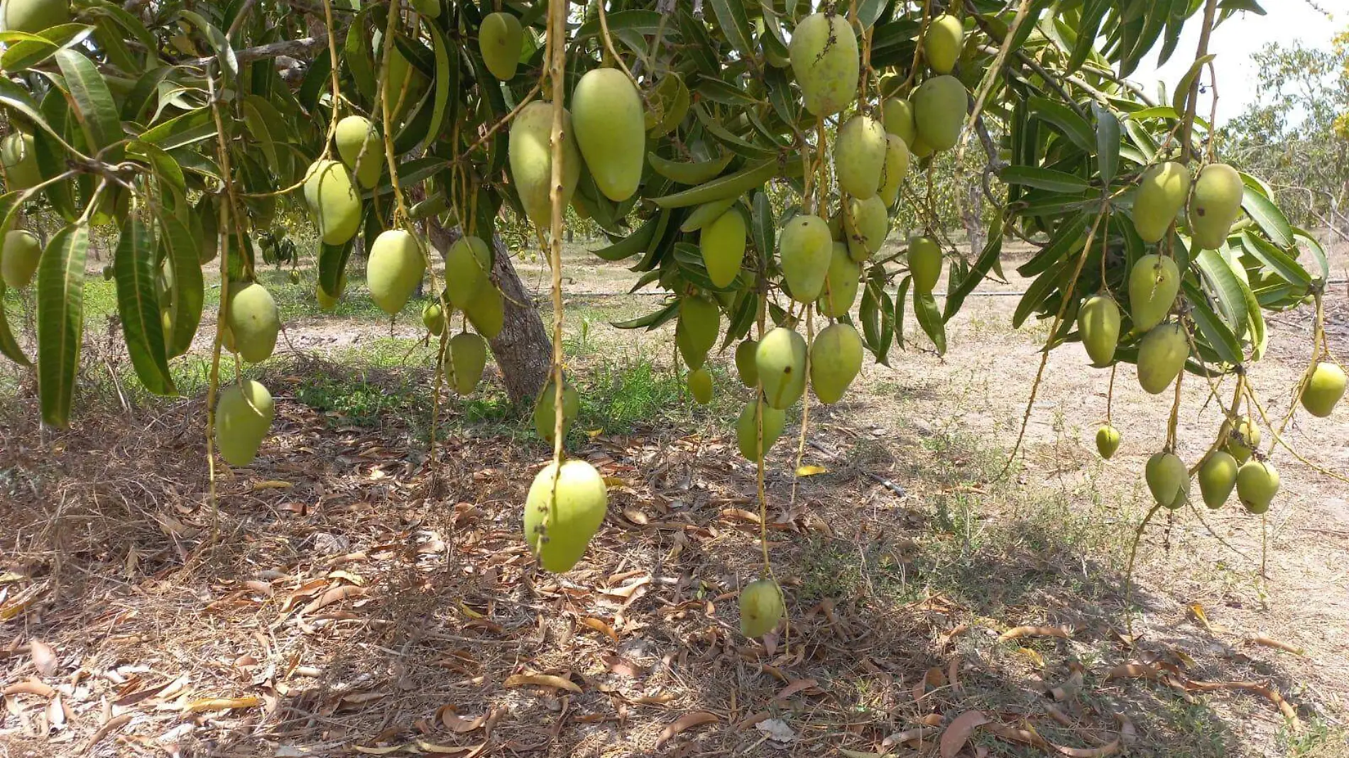 primeros-cortes-de-mango