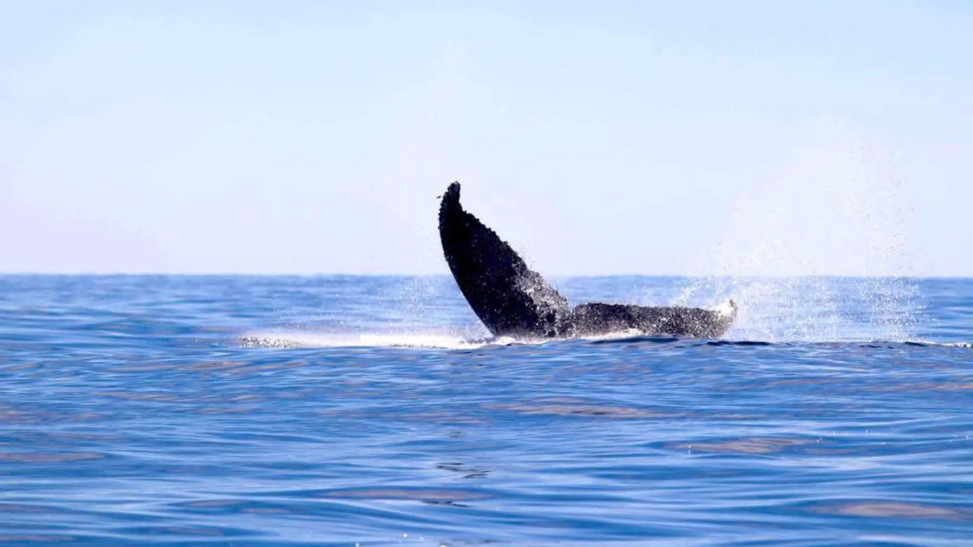 ballenas-en-mazatlan