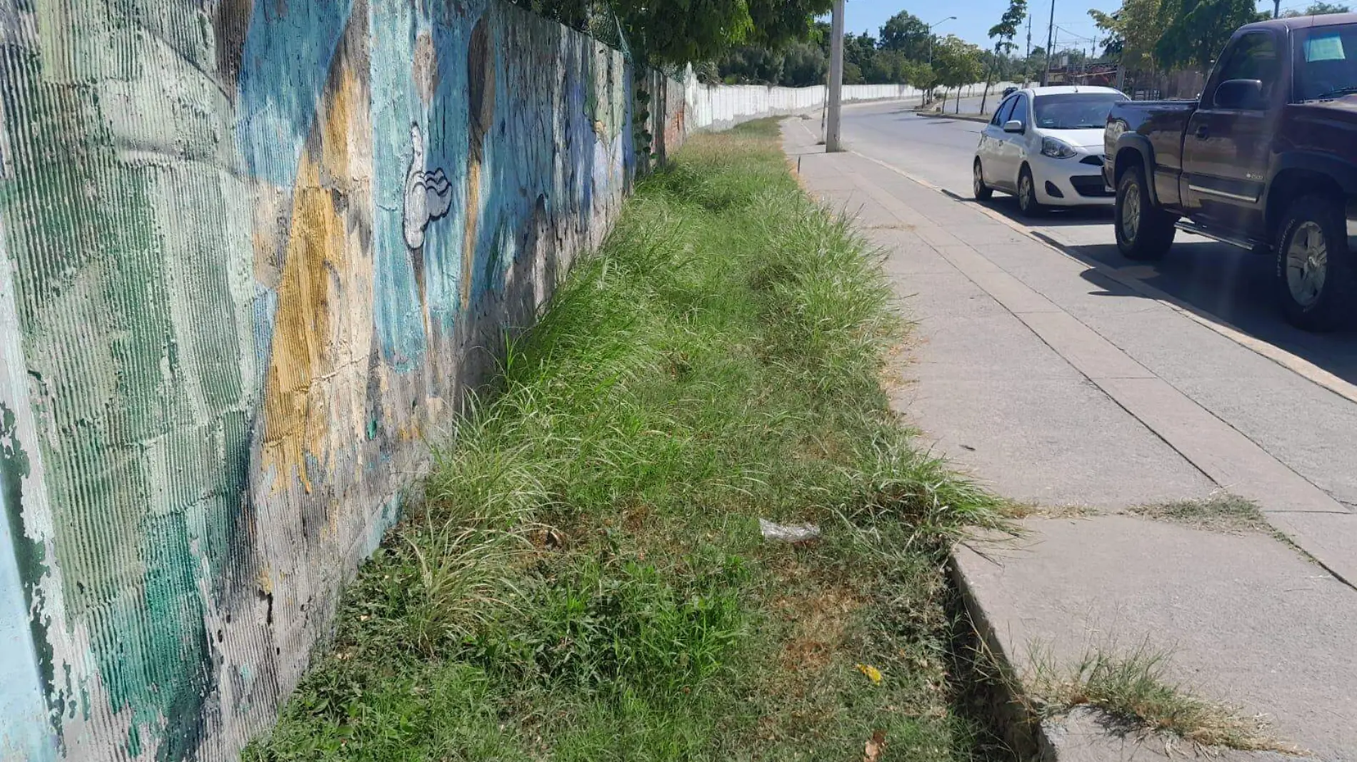 maleza-avenida-juan-pablo-mazatlan