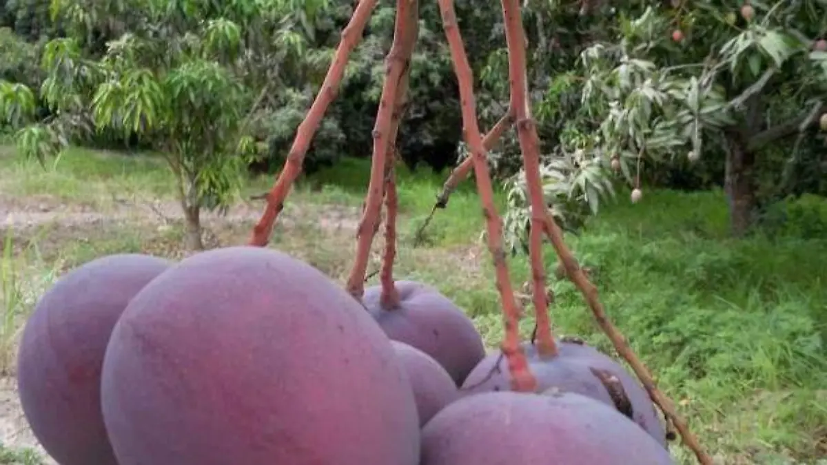 huerta-mango