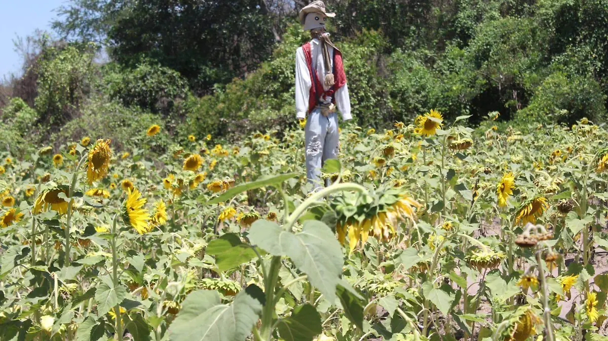 girasoles-mazatlan-abejas